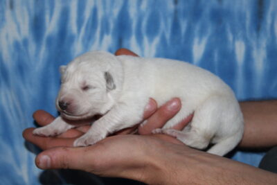 photo female - red collar - 1 week old