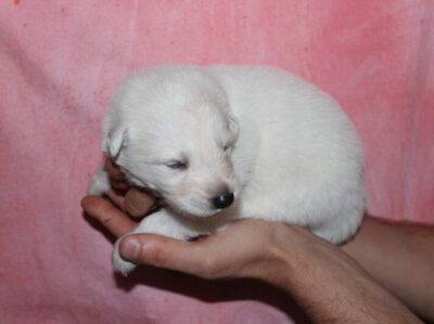 photo male - green collar - 2 weeks old
