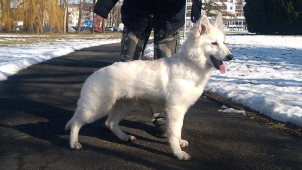 Egon's White Warrior of Arida Farm
