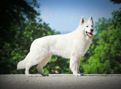 Neros du Glacier des Loups
