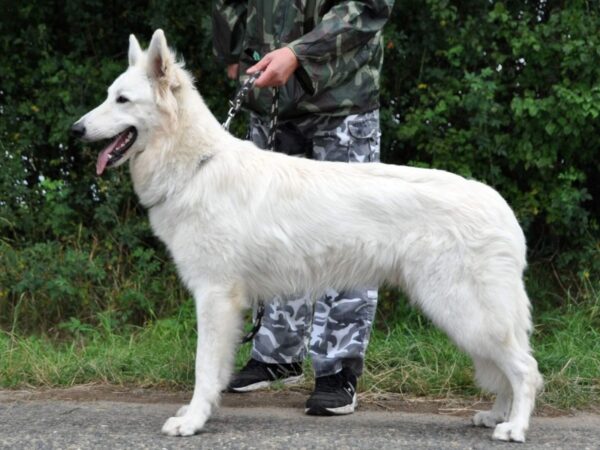 Egon's White Warrior of Arida Farm - svod mladých