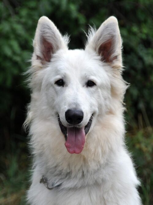 Egon's White Warrior of Arida Farm - svod mladých