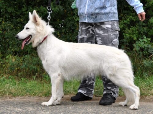 Easeful White Flower of Arida Farm - svod mladých