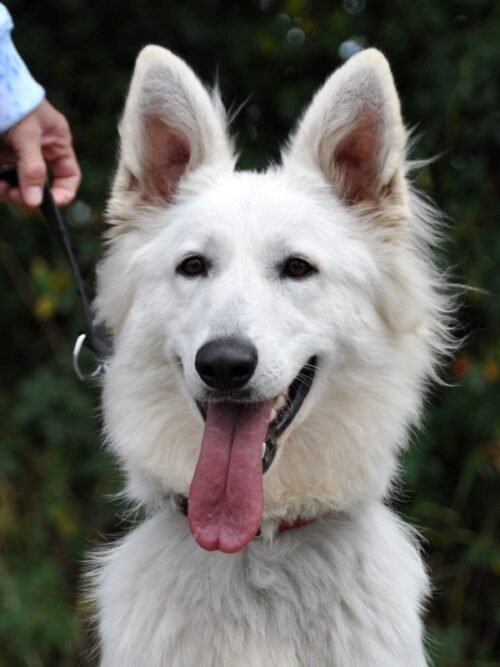 Easeful White Flower of Arida Farm - svod mladých