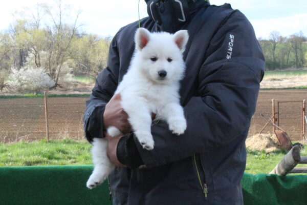 F vrh - pejsek - hnědý obojek - 6 týdnů