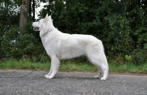 Eminent White Wolf of Arida Farm