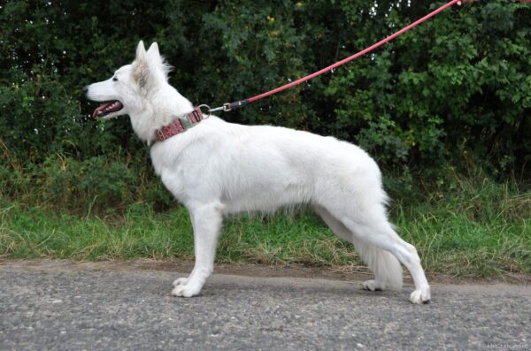 Excellent White Lady of Arida Farm