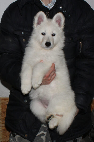 F vrh - fenka - žlutý obojek - 7 týdnů