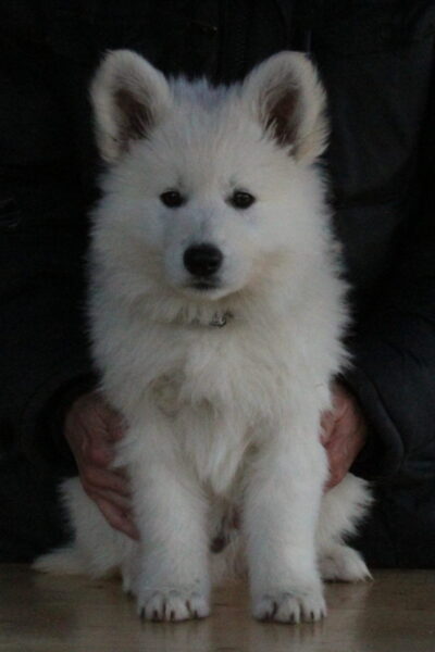 F vrh - pejsek - šedý obojek - 8 týdnů